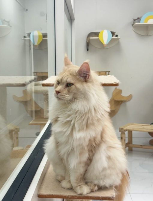 SnackAndRun's tweet image. 🇨🇦｜Purrefct Pet Cafe 
Exquisite cakes 🍰 + delicious coffee ☕️ + a perfect cat-petting experience 🐱 = a week&apos;s worth of small, comforting moments ❤️‍🩹