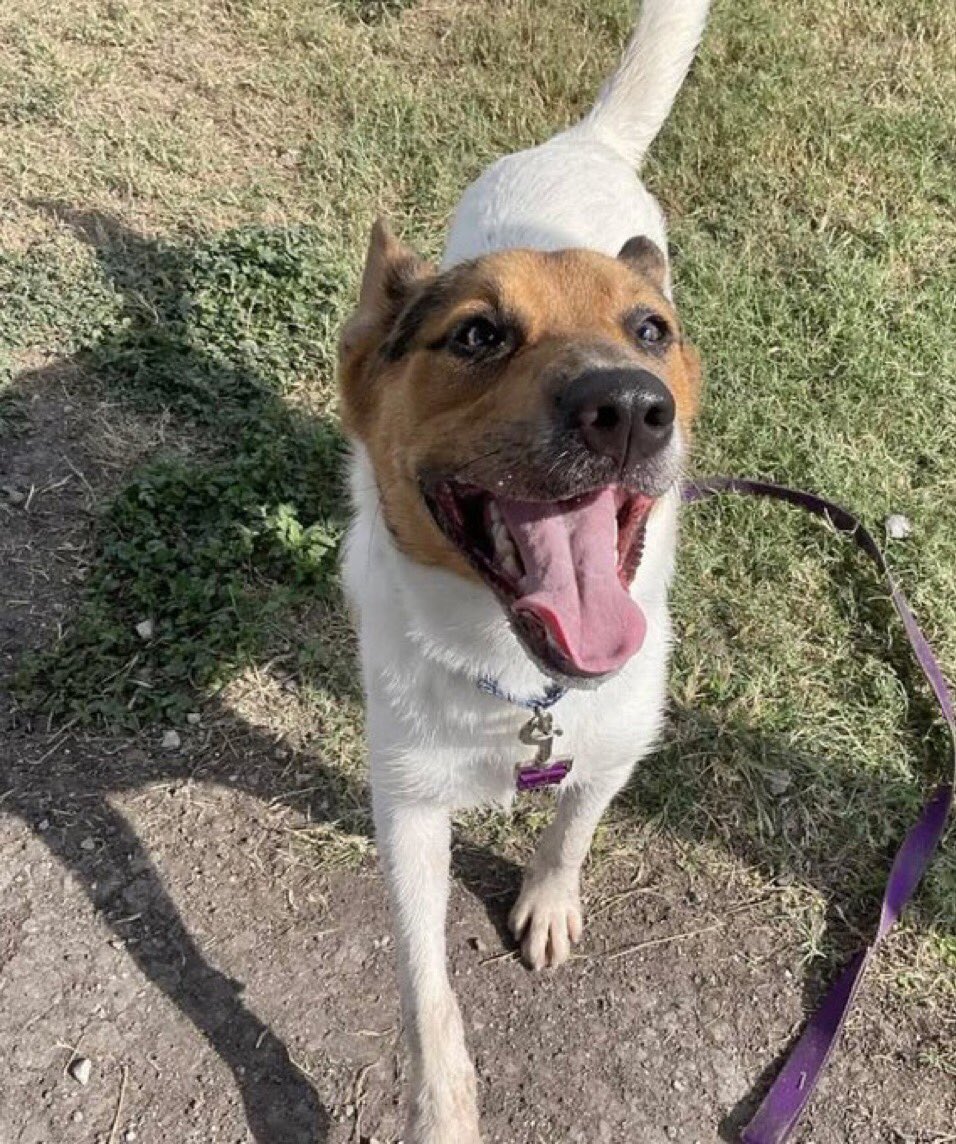SamfromSpain's tweet photo. 🆘ROCKET #A384440, ready 4 fun @ a moment’s notice!
Playful, happy &amp; full of zest!
Neutered 17 mo old ready 2 give u his all!
Don’t let Corpus Christi AC take his life 11/17‼️
PLEDGE
#RESCUE
#FOSTER
#ADOPT
He’ll be a special member of any caring 👨‍👩‍👧‍👦! https://t.co/VRXNUI6bD6
