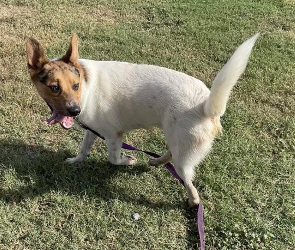 SamfromSpain's tweet photo. 🆘ROCKET #A384440, ready 4 fun @ a moment’s notice!
Playful, happy &amp; full of zest!
Neutered 17 mo old ready 2 give u his all!
Don’t let Corpus Christi AC take his life 11/17‼️
PLEDGE
#RESCUE
#FOSTER
#ADOPT
He’ll be a special member of any caring 👨‍👩‍👧‍👦! https://t.co/VRXNUI6bD6