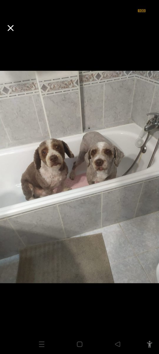 Hasta siempre Ron 💔, ahora estás con tu hermano,mi Terry y tu mamá,mi Danna, de nuevo los tres juntos.
Gracias por estos años juntos, nunca te olvidaremos 💫