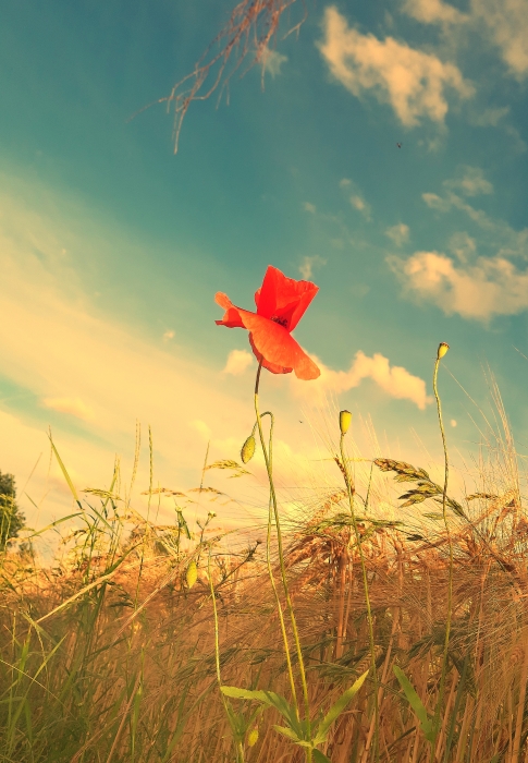 Good night, beautiful people🖤
Photography is Art
#TEZOSTUESDAY

"Summer Joy"
3/4 - 7.6 xtz

Link below