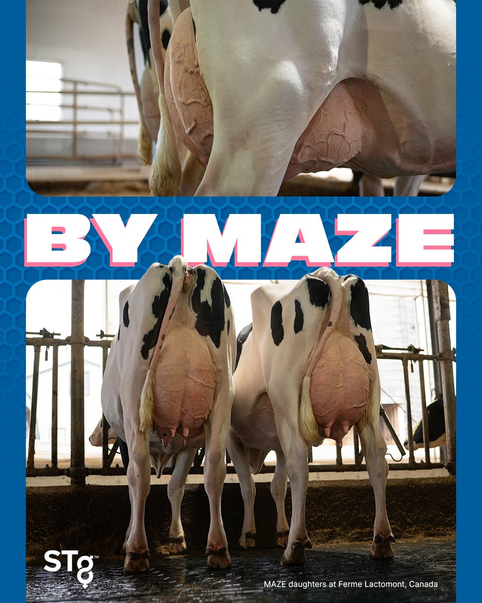 MAZE from STgenetics makes the path clear with production and profitability! MAZE is +2945 TPI +716 Eco$ +1611 lbs Milk +65 Fat +31 Prot📸L-Lactomont MAZE Gum and R-Lactomont MAZE Goal at Ferme Lactomont, Quebec, Canada #MAZE is available in #Ultraplus™: bit.ly/4nRr56m