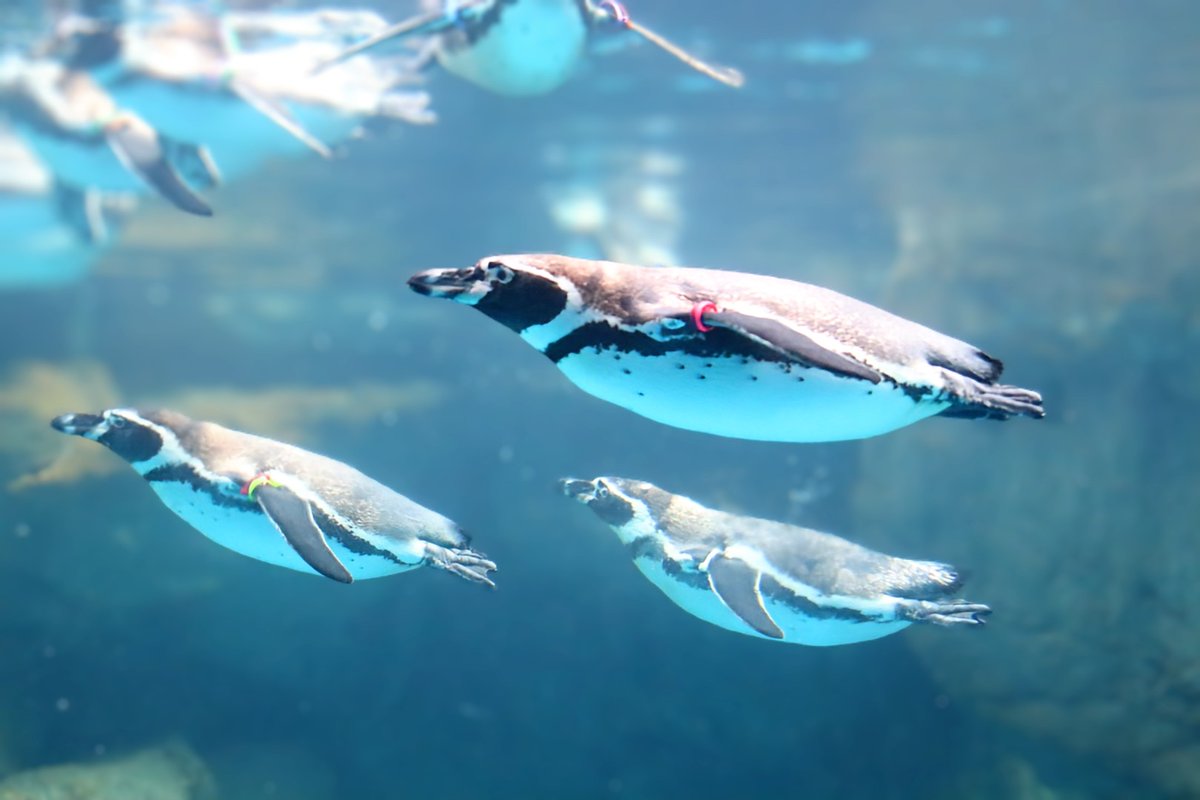 ペンペンっ (@M3BeaGLV7Npplc3) / Posts / X