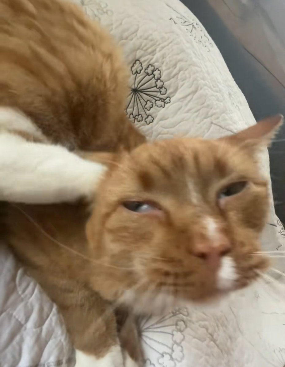 Crazy good upper day, tried out low to high cable flys, might have to make them a staple for chest day. ,