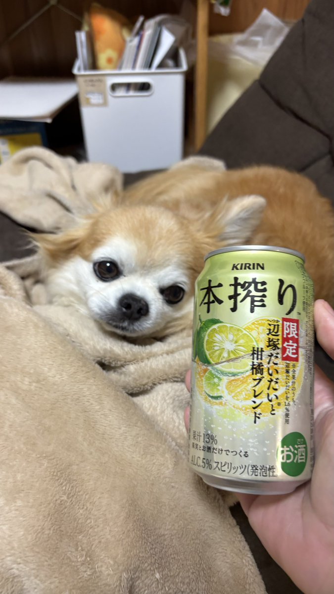 チワワのチビ&ココ🐕✨ on X