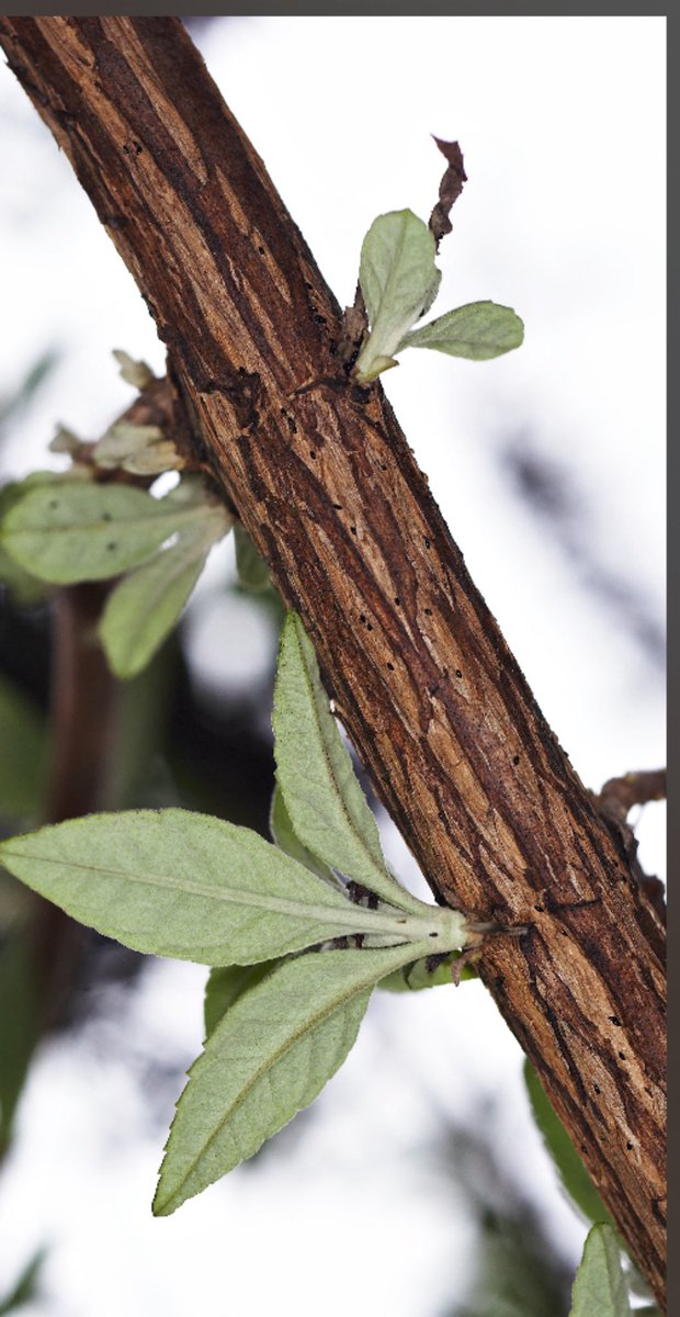 Fer 💋🐩 tweet media