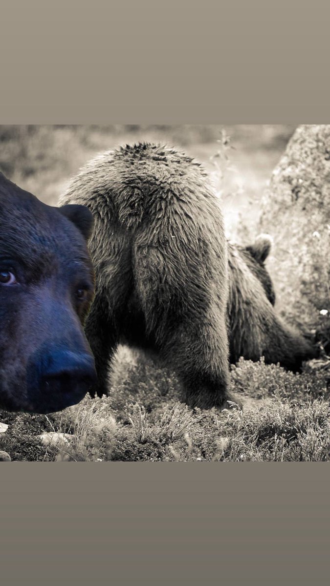 no9to5paychex's tweet image. Regular people go touch grass…

A $bearish holder will touch ass

Ca - 6pfd4U9nVVPNYN4gB6phjzvxs7kUYDw1ZLsjvgAzpump