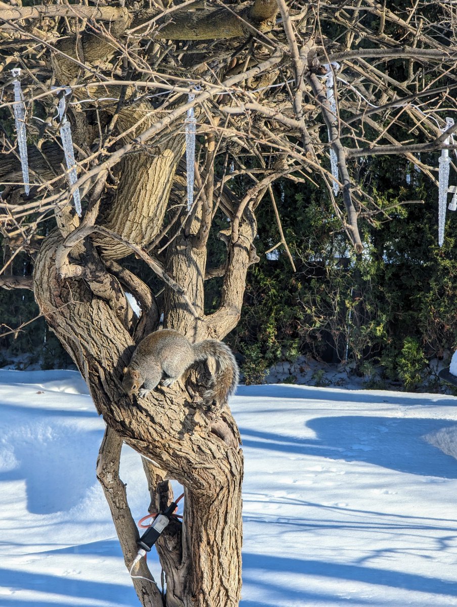 nicolewikiwili's tweet image. Camouflage !

#bonjour 
#GoodVibesOnly