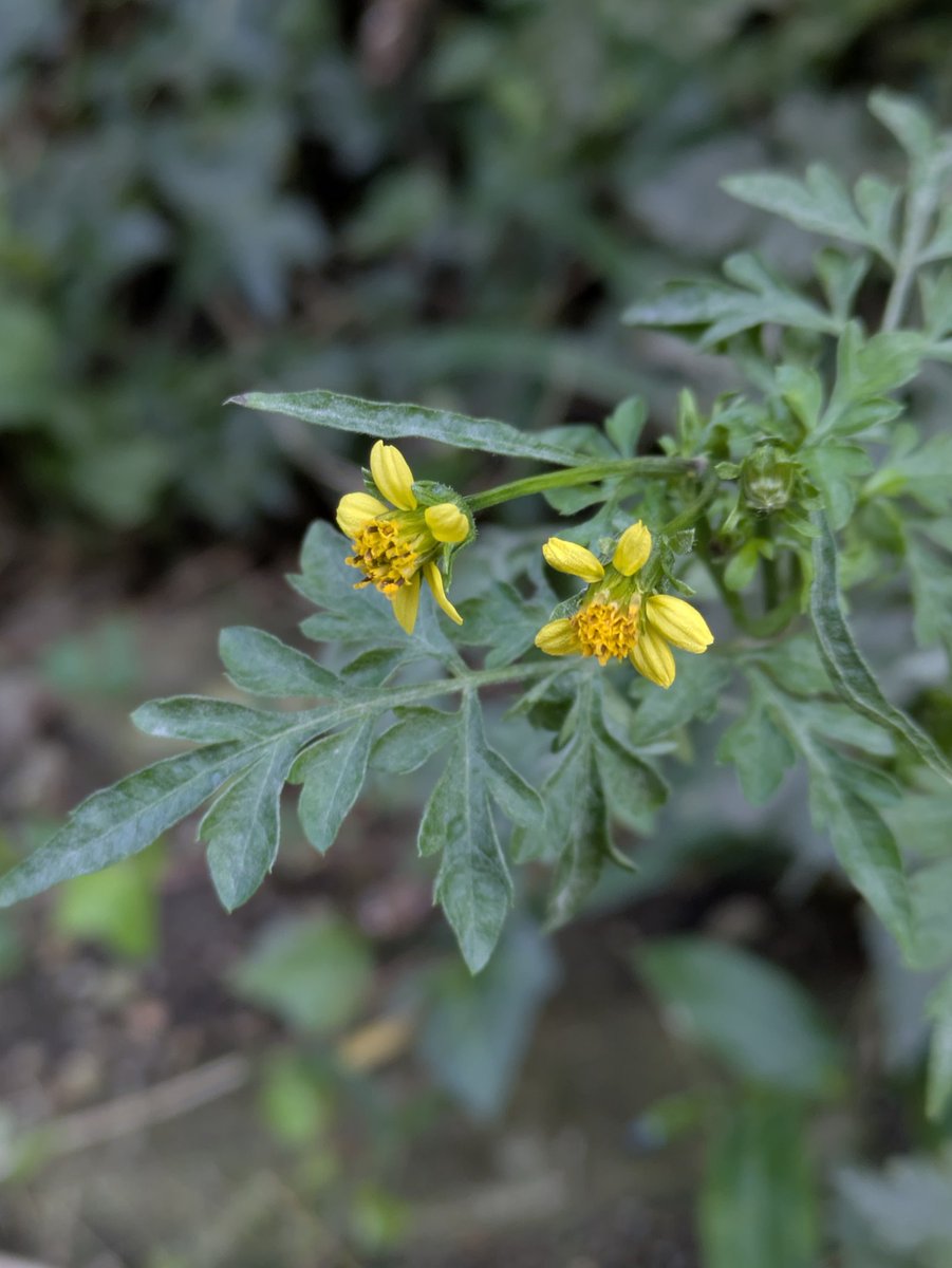 花猫 INDOORPLUS公式｜キャットタワー フローラルキャットタワー 花型