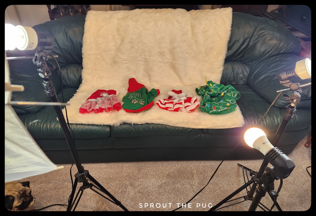 SproutThePug's tweet image. Sprout here! 

Its Christmas card photo shoot day!! 🎉

#christmascard#christmas #photoshoot #puglife #pugmodel
