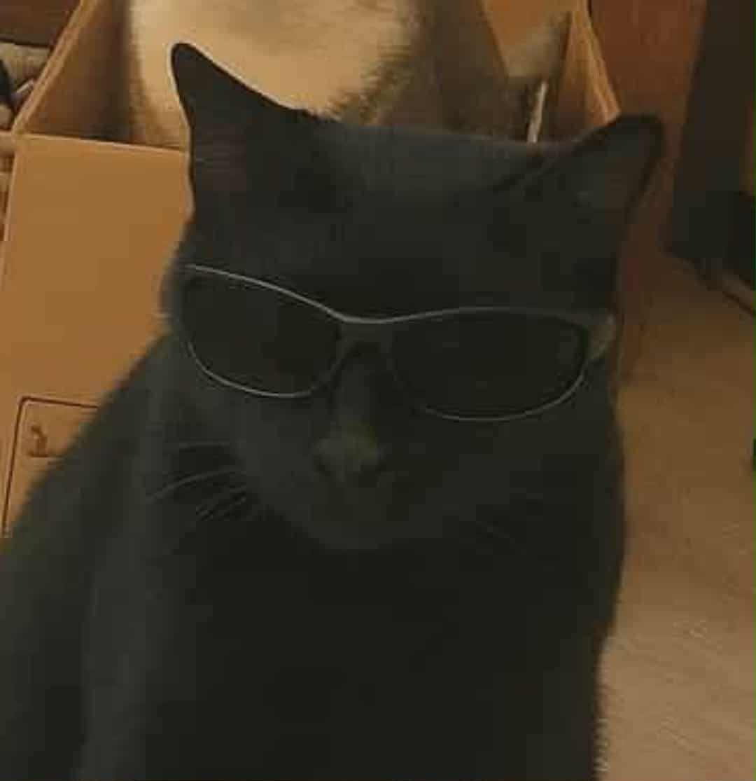 I literally only use AI to put hats on my pets and I love it (sunglasses too)