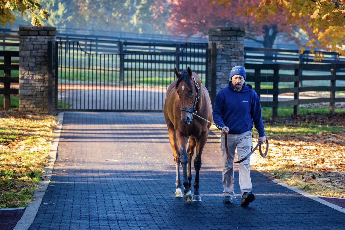 CITIZEN BULL ✨ Eclipse Champion 2YO &amp; Breeders’ Cup Juvenile winner. 🏆

Now settling in at Ashford Stud and getting ready for his new career as a stallion.

#CoolmoreSires #HomeOfChampions