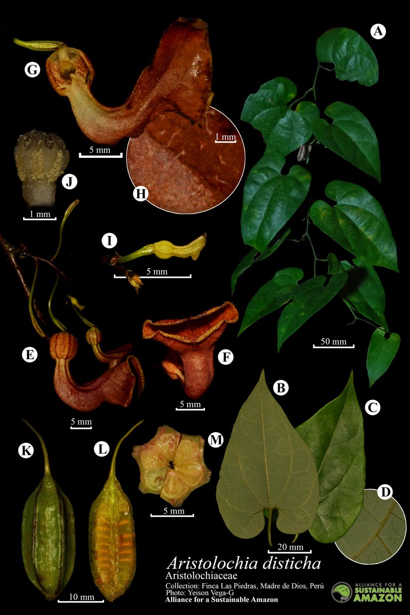 pedaliodes's tweet photo. A pretty Aristolochia disticha from Peru. Inspired by the work of @aportebotanico and @luis_vigosa :) :) https://t.co/3xk5zPACMH