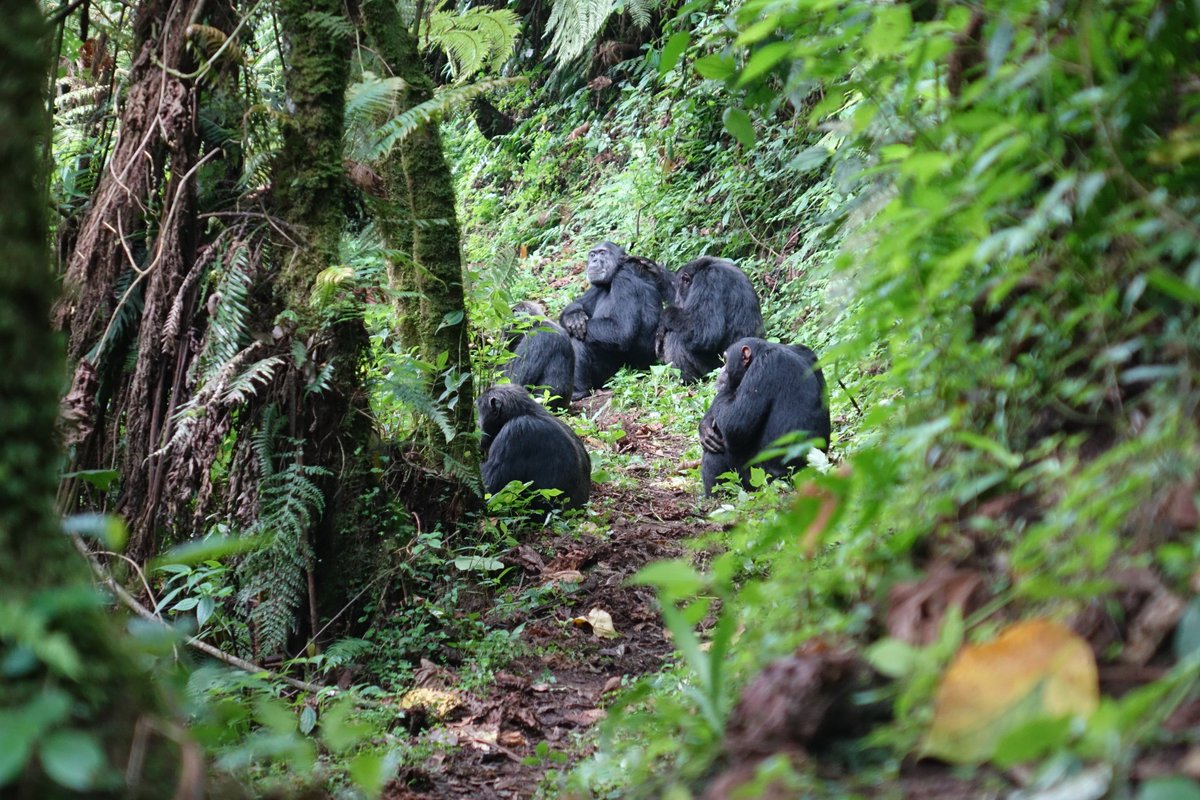 Forest of Hope (FHA) tweet media