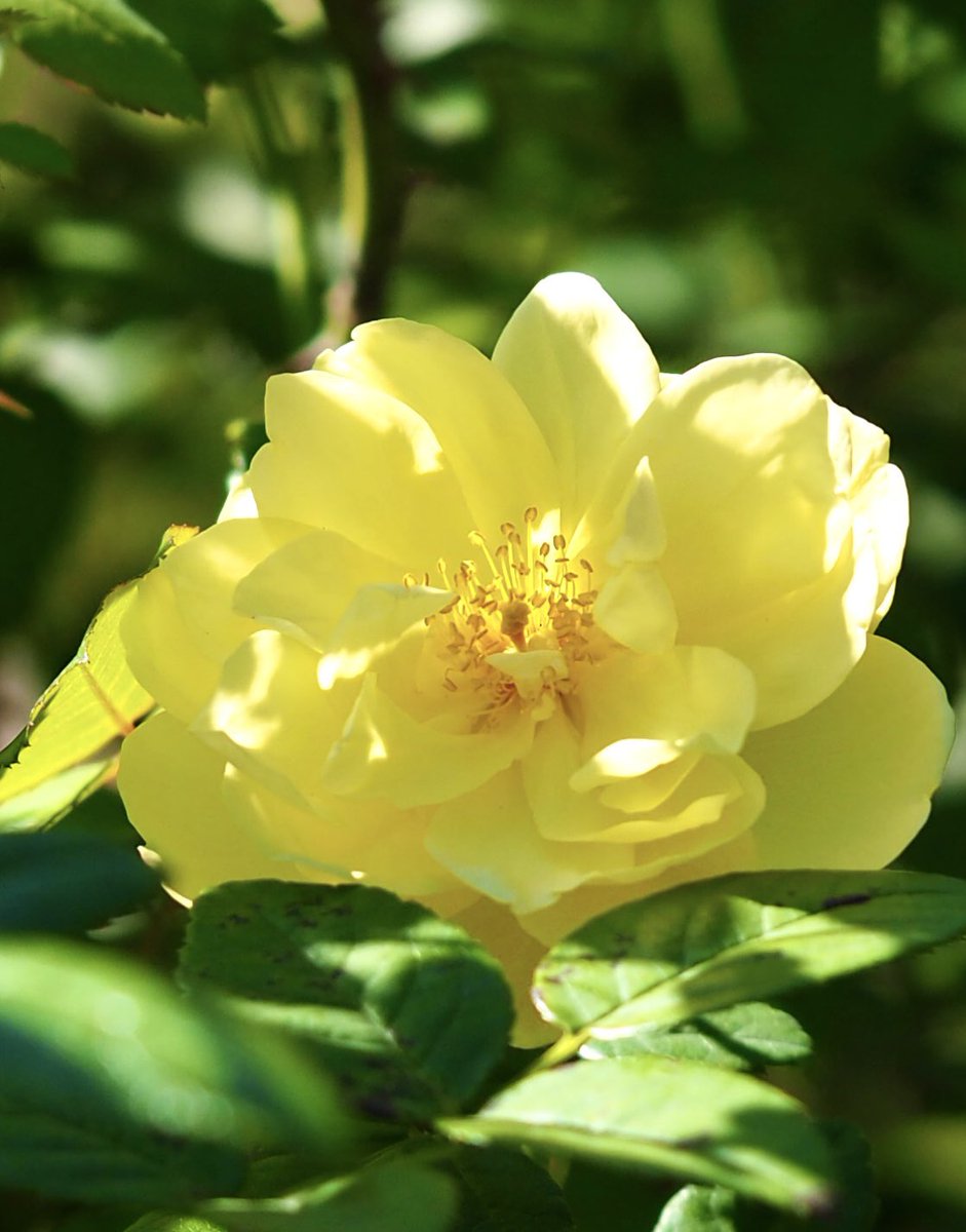 いちりん🌼💐 (@ichirin_MHMH) / Posts / X