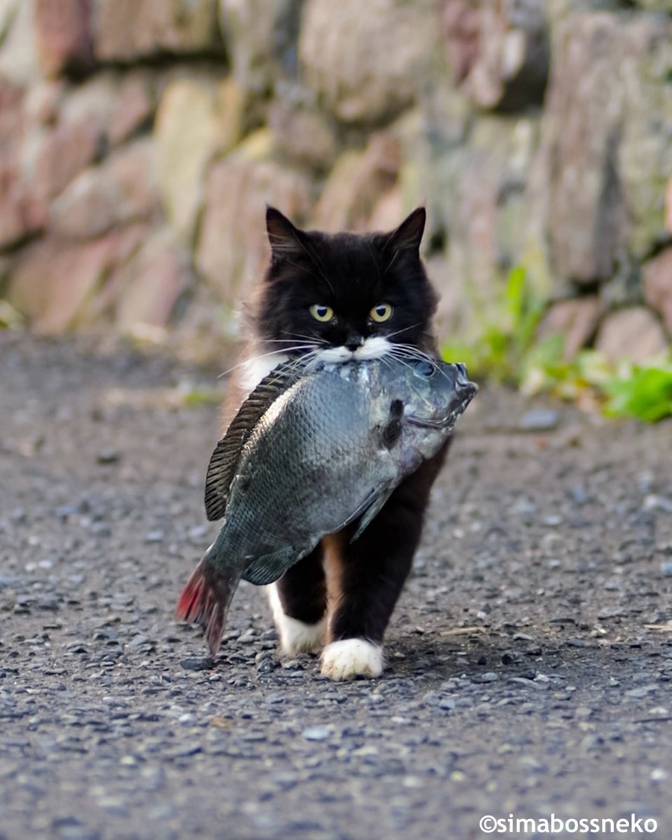 にゃんこ島 にゃんこ simabossneko 写真集「島にゃんこ」発売中 on X