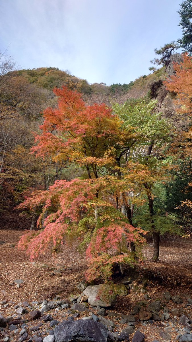 紅葉✮様⭐︎専用ページ Ⅱさび on X