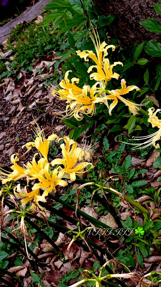 カズヒロ⭐ニャンコ先生 (@2evPbvS7UBQMosM) / Posts / X