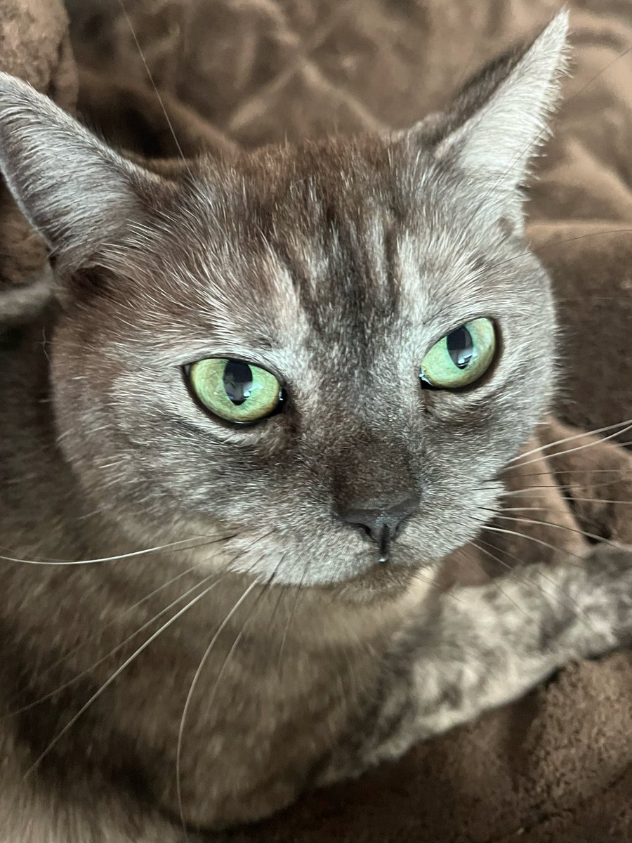 11/12(水)おはようございます
🍁🍂

東京最高気温15℃☀️
通勤通学の方気をつけて行ってらっしゃい👋

佳い一日をお過ごしください
🐈‍⬛🤎🧡

甘えん坊くっちゃんはママの膝の上にいます😽