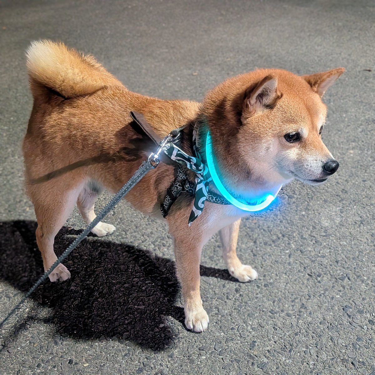 小次郎様❣️専用ページ 鬼滅の刃 時透無一郎 幕間画 WEBSHOPくじ 箔押しチェキ風ブロマイド