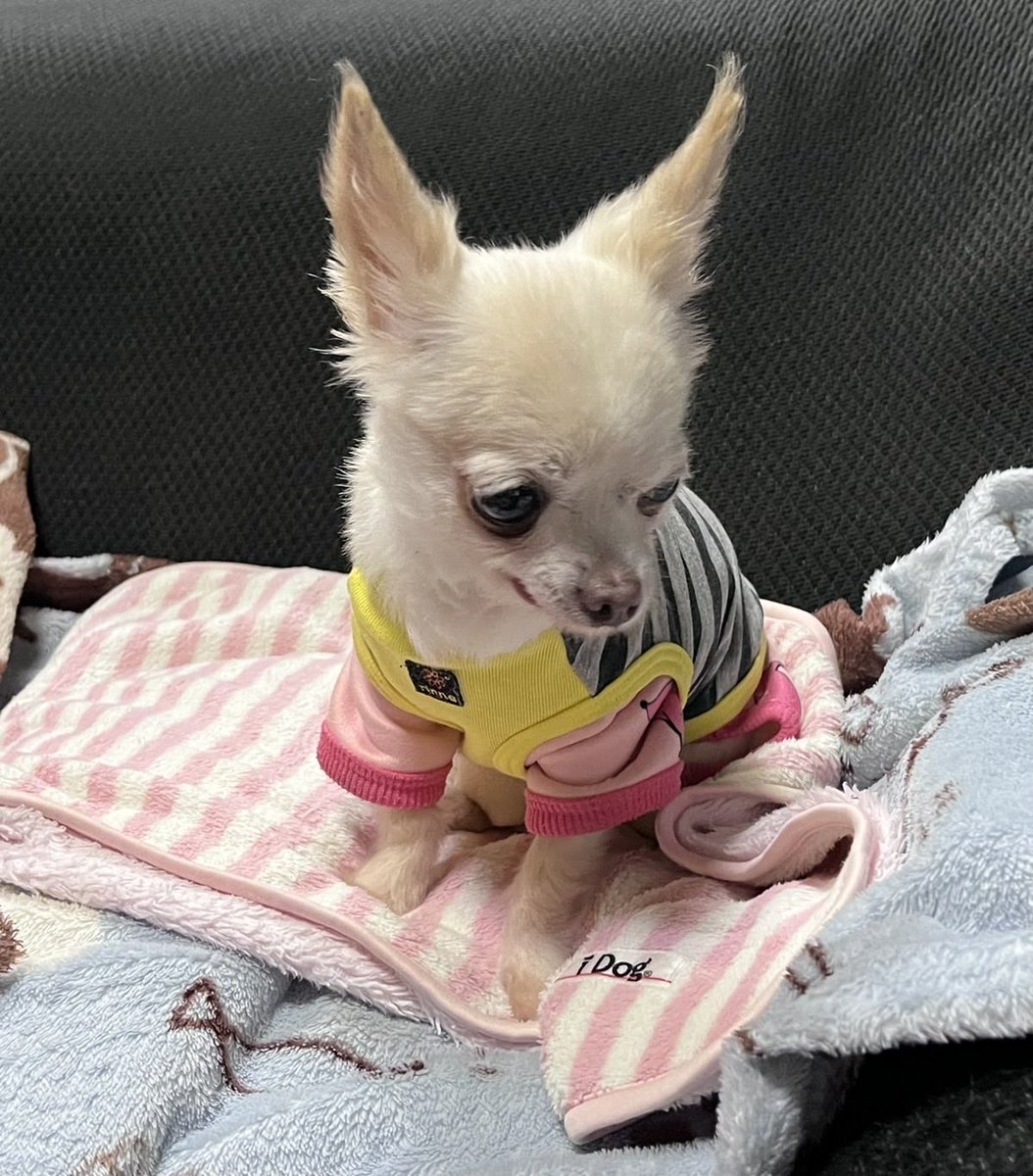 おはようございます☀
今日はお休みなので、掃除だったり買い物して過ごそうと思います(*^^*)
みーちゃん🐶は朝から眠そうな顔してますw
今日も良い1日にしましょう✨

#チワワ