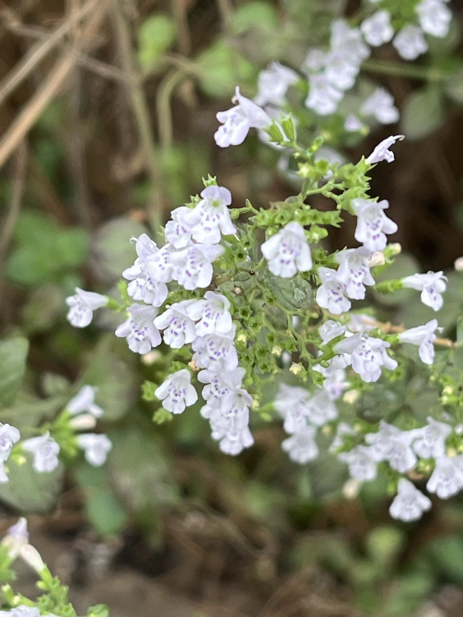 🎂カミママ🎉 on X