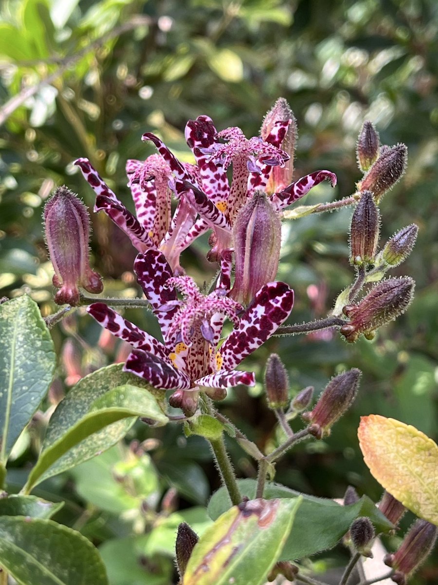 🎂カミママ🎉 on X