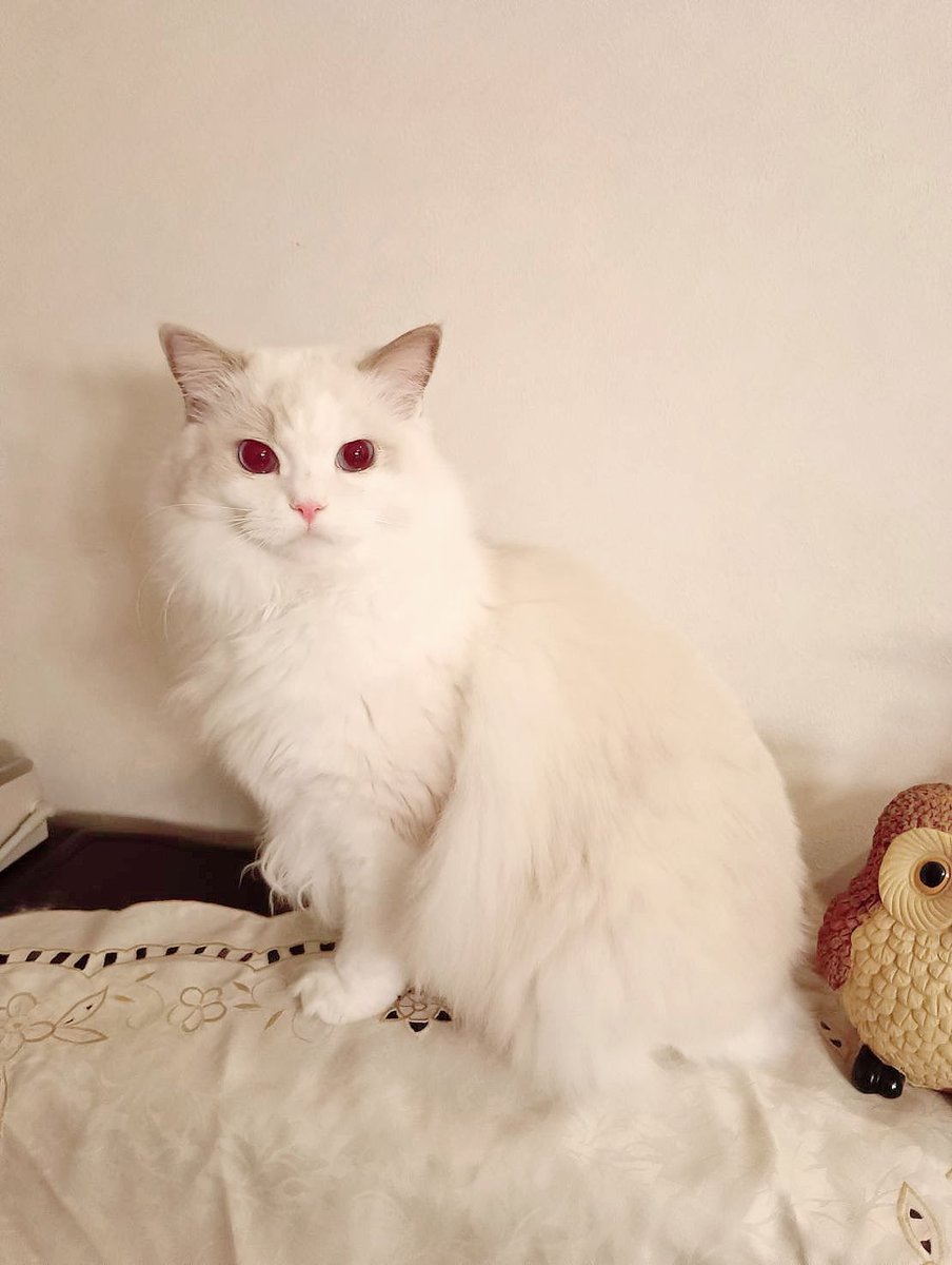 ぽちゃこと海琉と詩苑と源氏星🐱🐱🐱🐱 tweet media