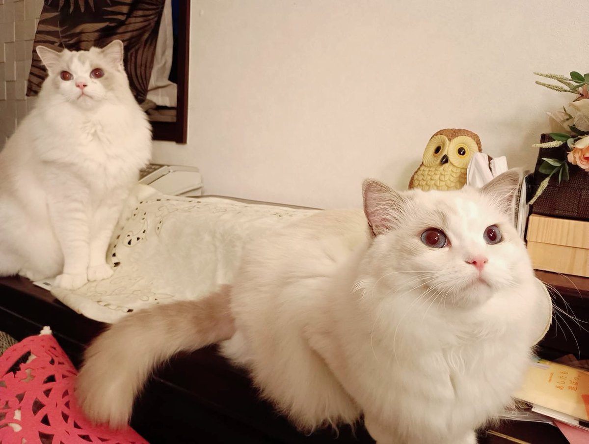 ぽちゃこと海琉と詩苑と源氏星🐱🐱🐱🐱 tweet media