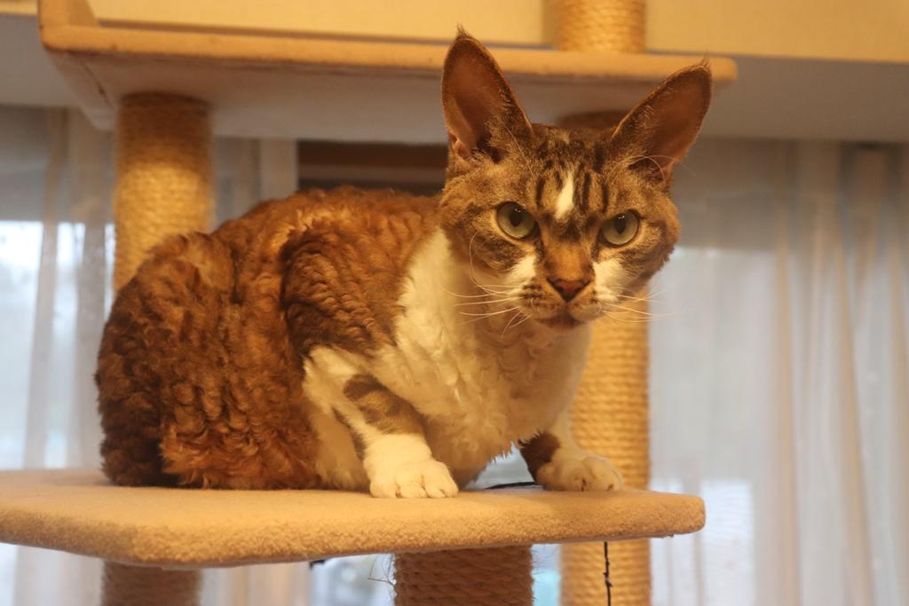 1Ja9w8wpHrbzSWm's tweet image. 2025年11月12日(水) 今日のチョコくん🐈‍⬛

おはようございます。
今朝も冷え込みますね。久々に青空です。
バタバタが少し落ち着いてきた気がします。
チョコくん今朝も暖かい場所探してました😸
ここが暖かい?チョコくんのショットを(^_^)
#devonrex #デボンレックス 
#yashika #snip #sakuraquiet