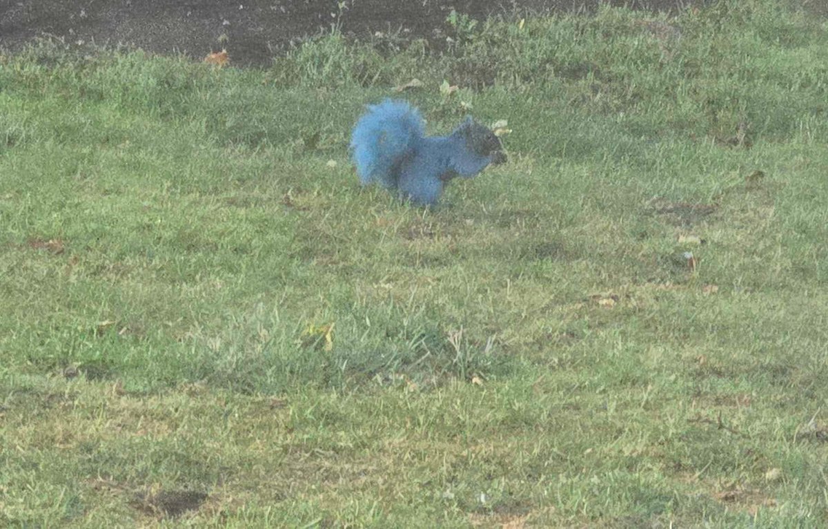 Colorful squirrels are spotted, an SUV ends up in the ocean, and lizards are rescued in this edition of Blotter Tales....
bostonglobe.com/2025/10/26/met… via <a href="/BostonGlobe/">The Boston Globe</a> #BlotterTales