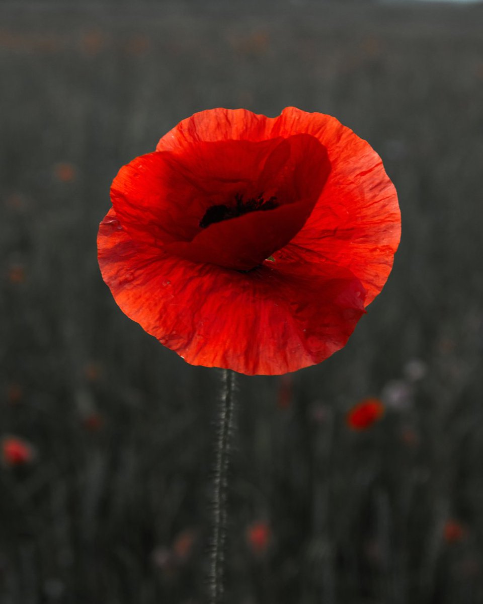 This Remembrance Day, we reflect on the strength and sacrifice of those who served Canada with pride. #LestWeForget