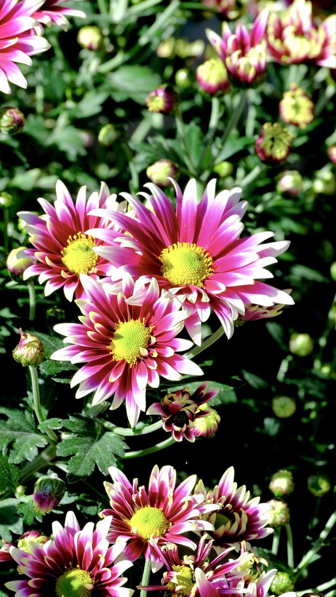 向日葵の小さな旅 on X