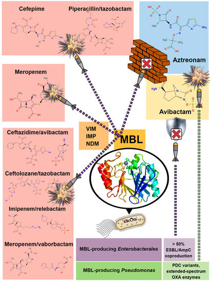 ABsteward's tweet image. 💥Ever wondered why we combine Ceftazidime–Avibactam + Aztreonam for MBL🦠 infections (e.g., NDM)?
This figure says it all👇

⚡️Aztreonam → escapes MBL hydrolysis
⚡️Avibactam → blocks ESBL/AmpC co-produced with MBLs
💪Ceftazidime → dual punch: binds PBPs + delivers avibactam…
