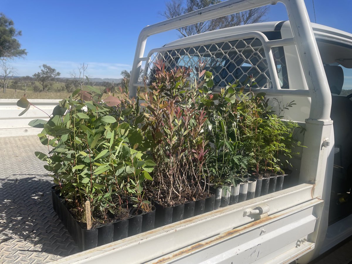 Sowing more trees &amp; shrubs.😊
