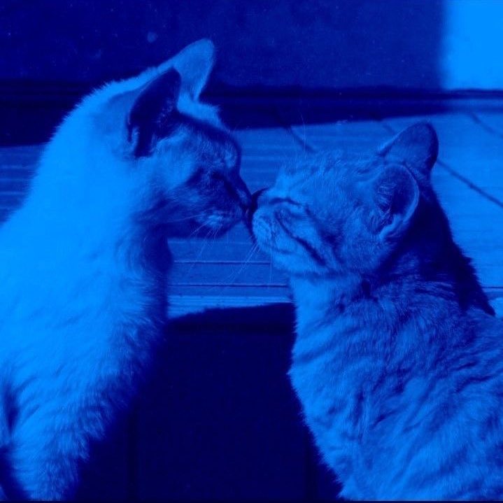 dunnitrightt's tweet image. hi #hockeytwitter !

i’m looking for more moots and friends! 

- my name is morgan &amp;amp; i’m 24 (she/her)!
- my fave teams are : sharks, leafs, and kraken !
- i also love reading, video games, writing, and the outdoors!
- (check pinned for more interests!)