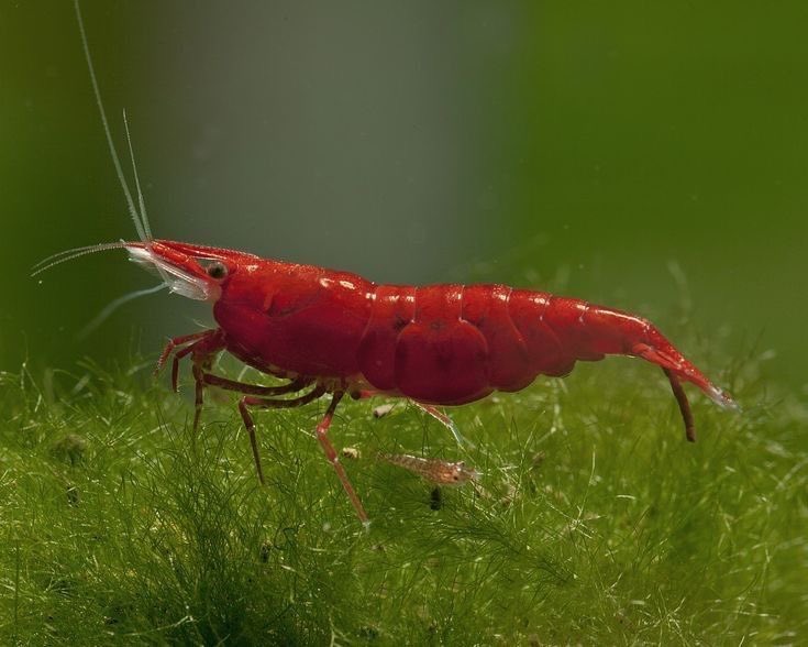 hopes_revenge's tweet image. sorry  i cant hang out im in    shrimp space    
a psychological  state where someone feels or acts like a shrimp . people in “shrimp space” might engage in activities like scavenging , swimming ,   or other shrimp like behaviors as a form of stress relief, coping mechanism, or…