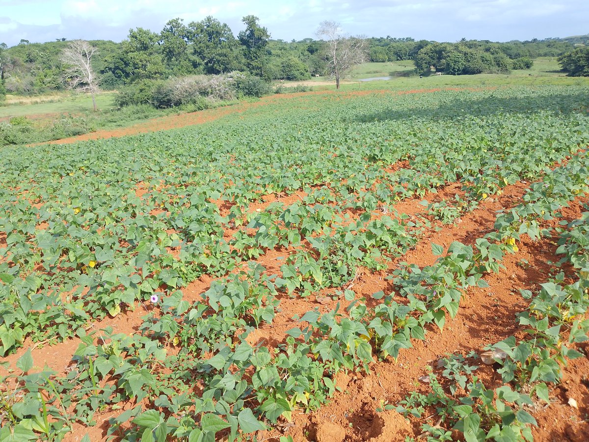 MiriamMartnezV6's tweet image. Hoy en  visita de trabajo a la  comunidad
 La Peña  enclavada en el Turquino #MinasDeMatahambre apreciamos materializa de acuerdos de la asamblea municipal, y consejo popular para dar seguimiento a los barrios o zonas intrincadas en transformación #PoderDelPueblo