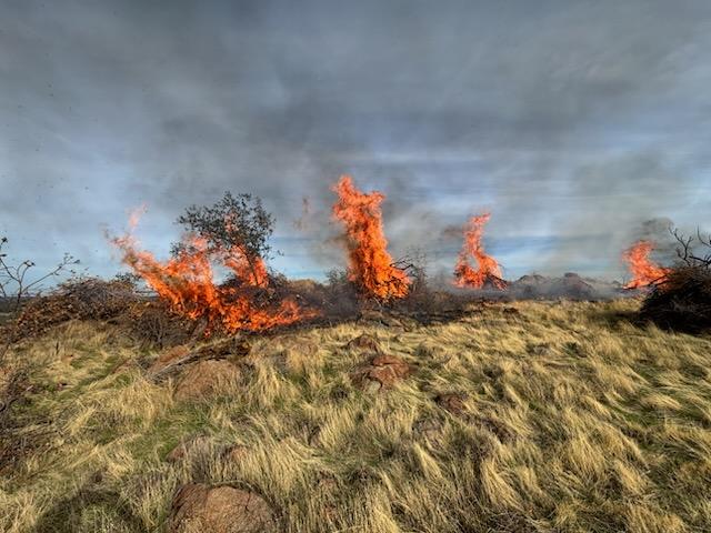 Fuels reduction work continues on the #PhoenixVMP. Table Mountain Crew 1 is burning pre-constructed piles of dead timber and brush, removing dangerous fire fuel from the area south of Forbestown Road east of Oroville.