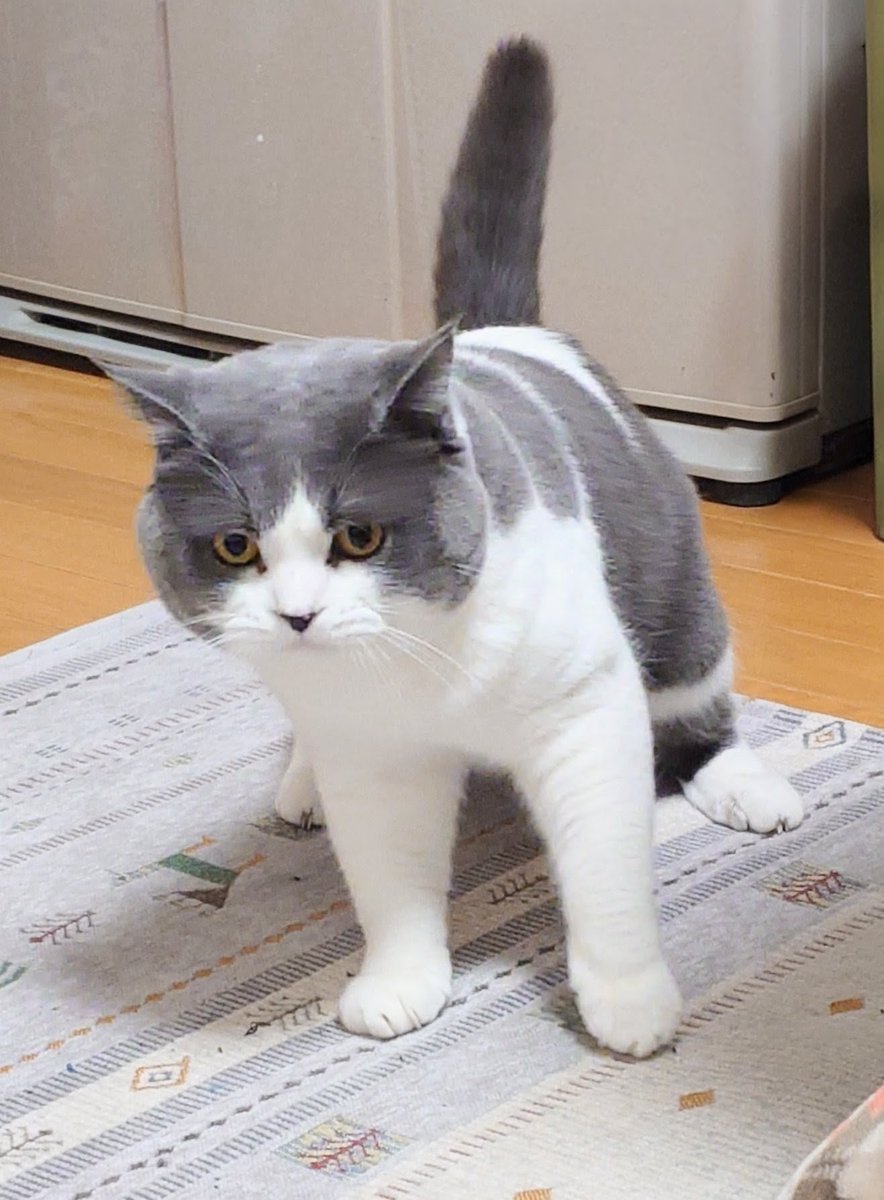 沙門 BIKE垢？@ぱんとも on X