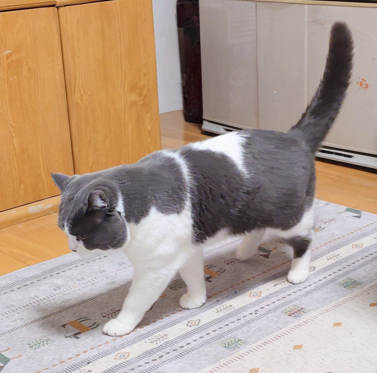 沙門 BIKE垢？@ぱんとも on X