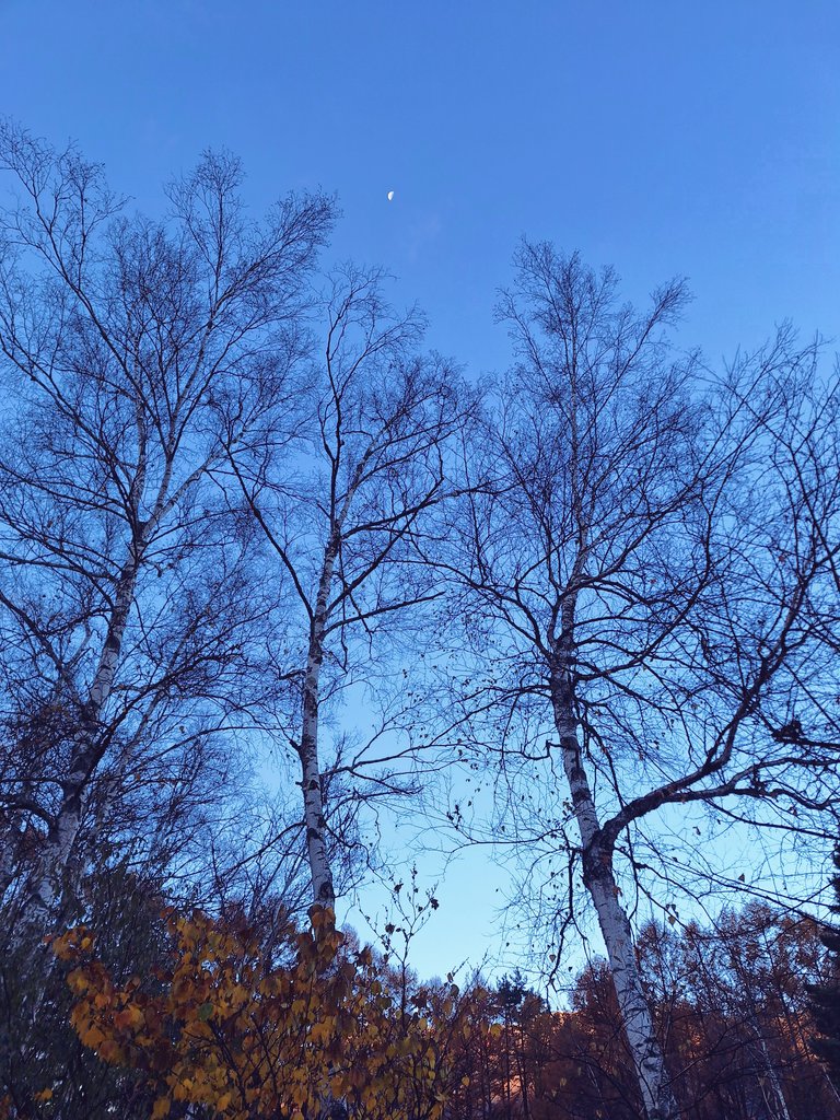 キャンプの朝がすきです。
空気とか珈琲とか散歩とか。

#白樺と朝の月🌙