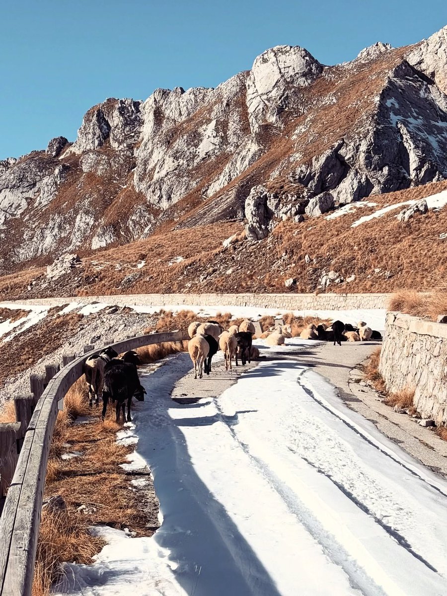 ExploringSlo's tweet image. The road to the Mangart Saddle at its finest — beautiful with autumn colors and completely silent, as it’s closed to cars. 🍂🍁👌
Photo by 📸 @aljazhlis__