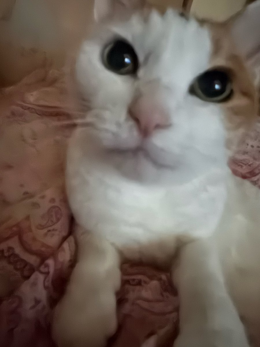 早朝実家に戻って母から言われた用事を済まそうと思っておりましたらー
『来週に変更だった』そうです。
まぁいいや。濡れ鼻堪能したし。