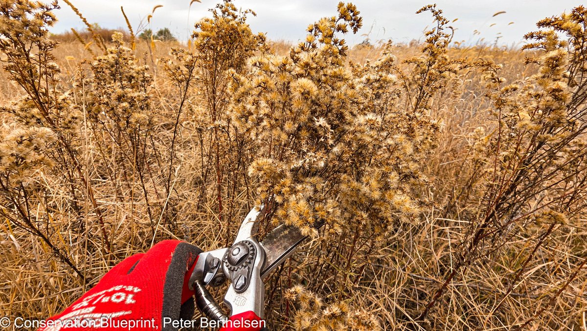 Conservation Blueprint tweet media