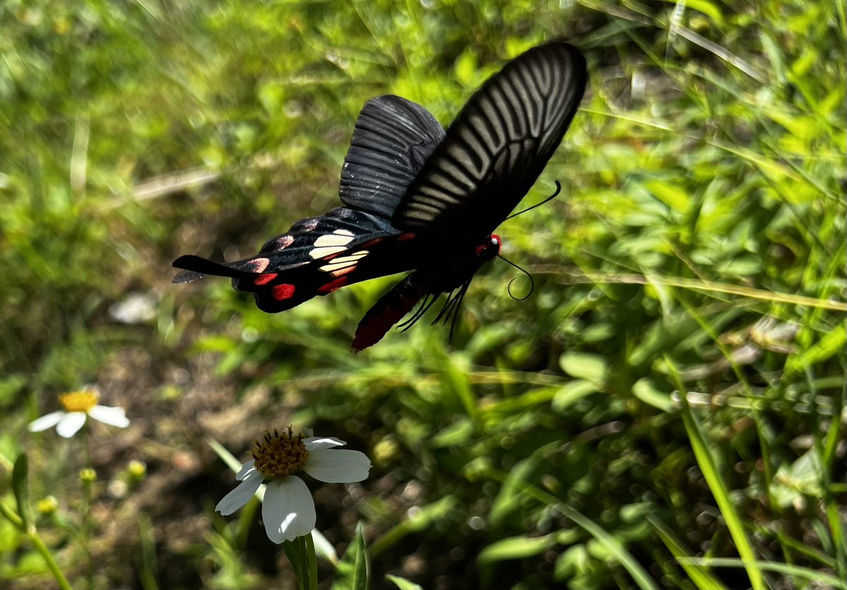 Bugbites4U's tweet image. 宮古島の日記