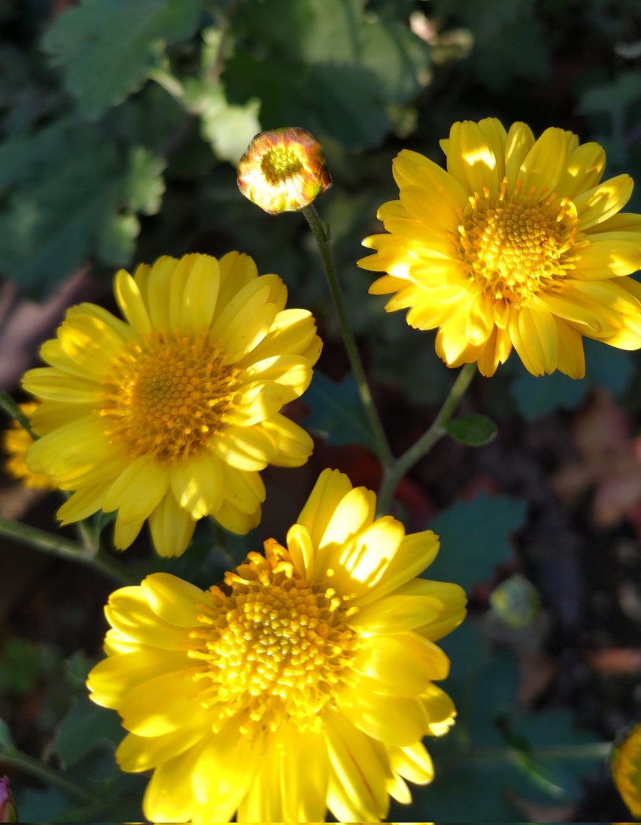 corocoore's tweet image. おはようございます❁.*･ﾟ

 #小菊