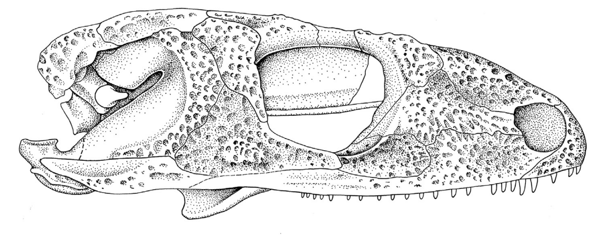 BVisigodo's tweet photo. #temnovember2025 day 11: Broiliellus
It's day eleven of #temnovember an its time for #Broiliellus, a mid size #dissorophin with multiple species and sizeable row of dorsal osteoderms
#paleoart #sciart #amphibian #temnospondyl #permian #cacops #Dissorophus https://t.co/KWXKCTTzq5