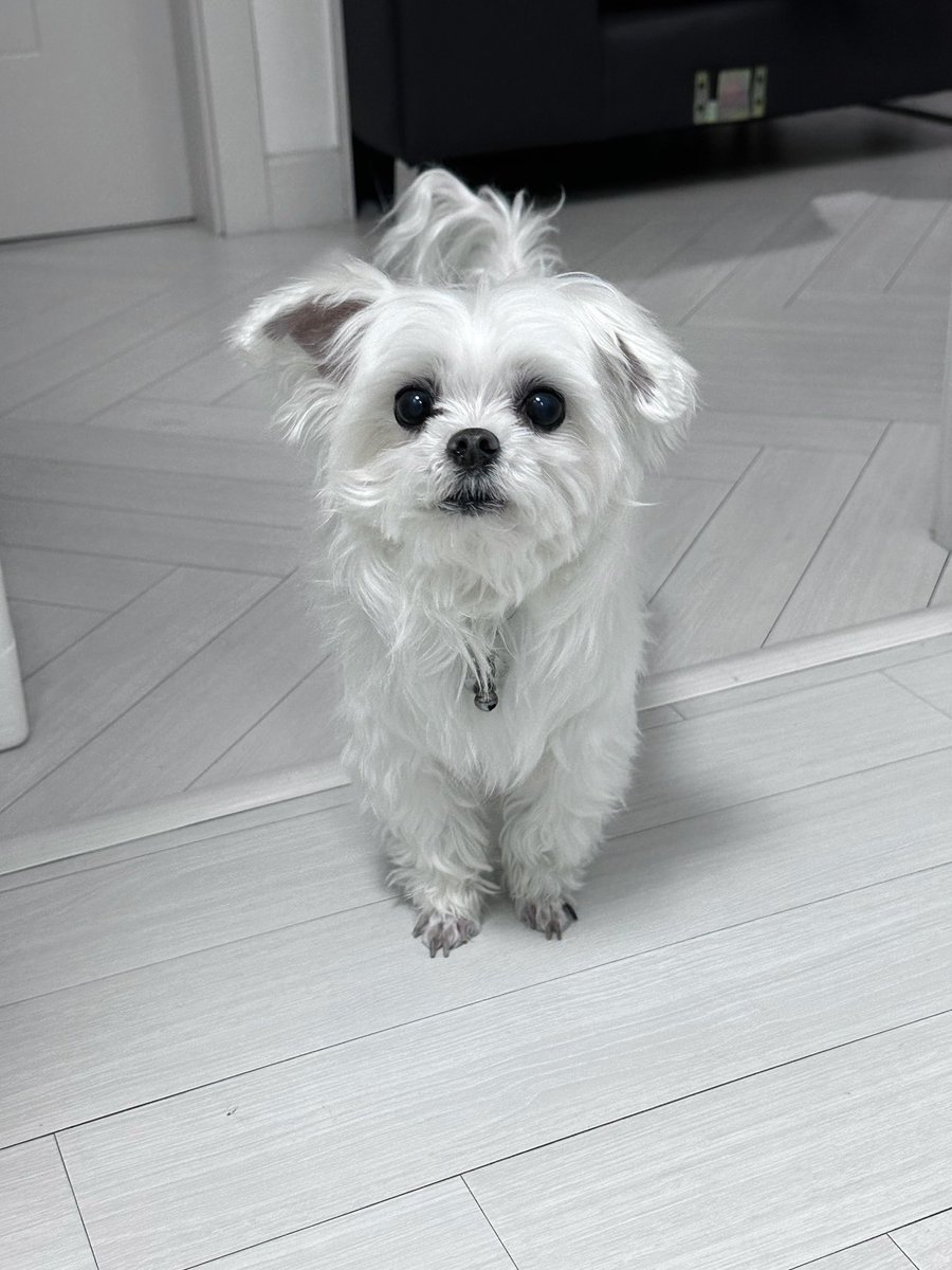 MISO_PAGE's tweet photo. 우리 차카니 방울이 영원히 영원히 사랑합니다 https://t.co/TwHCgJYBT1