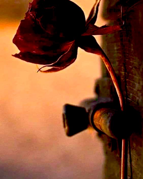 جميل أن تعرف حدودك ..
و الأجمل ألا تتعداها ..
جميل أن تعرف ما لك ..
و الأجمل أن تعرف ما عليك .. 
جميل أن تعطي رأيك ..
و الأجمل أن تسمع رأي غيرك ..
مهما كنت جميلاً ..
بدون أخلاقك لا تساوي شئ .